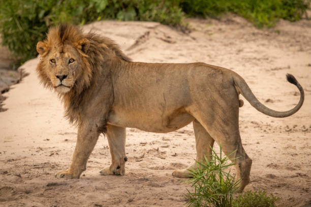 istock Male lion stands on sand watching camera 1211795580