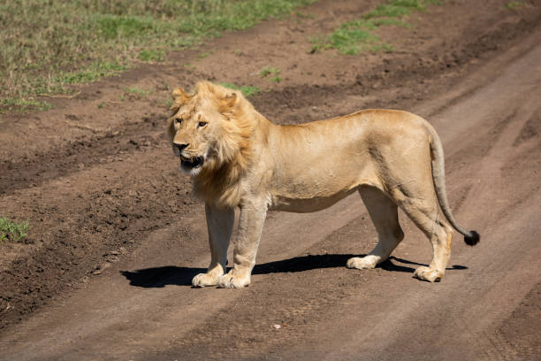 istock Male lion stands on track facing left 1211795630