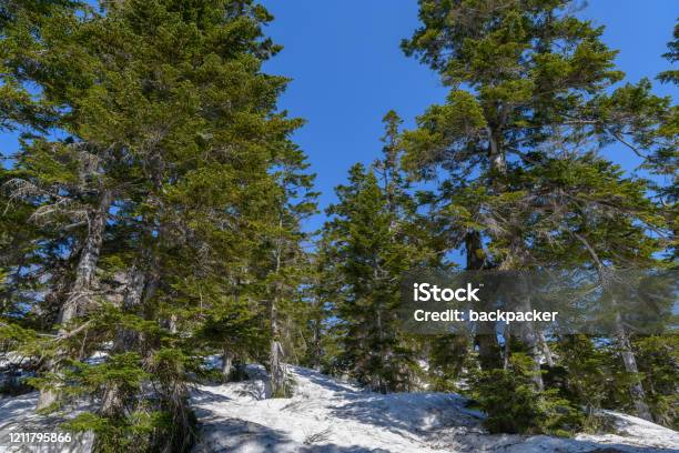 The Forest Of Abies Mariesii In Mt Aizukomagatake Stock Photo - Download Image Now - Forest, Fukushima Prefecture, Hinoemata Village