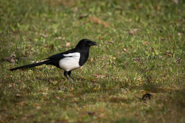 istock Common and eurasian magpie in Espejo, Alava, Spain 1211795973