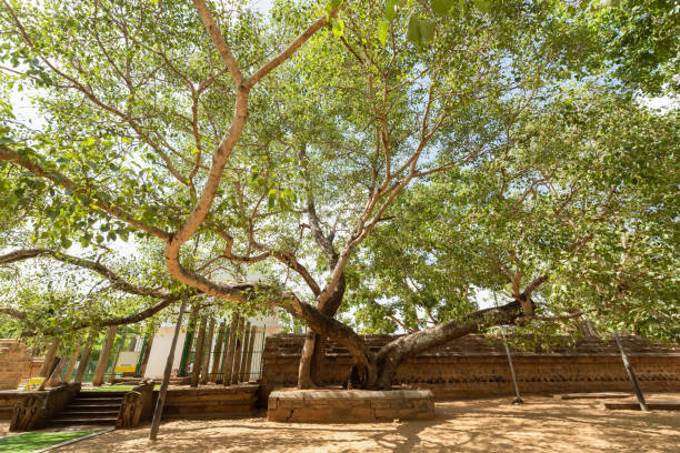 jaya sri maha bodhi jest święte drzewo figowe w mahamewna gardens, anuradhapura, sri lanka.it został zasadzony w 288 pne, i jest najstarszym żyjącym człowiekiem obsadzone drzewo na świecie ze znaną datą sadzenia - theravada zdjęcia i obrazy z banku zdjęć