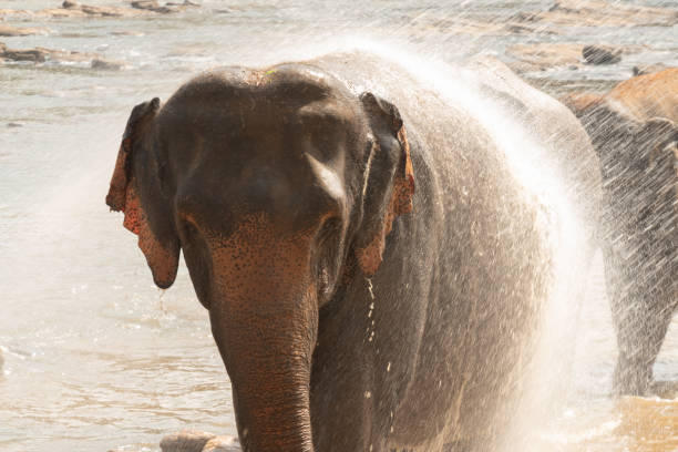 istock Pinnawala Elephant Orphanage is an orphanage, nursery and captive breeding ground for wild Asian elephants located at Pinnawala village,Kegalle town in Sabaragamuwa Province of Sri Lanka 1211796864