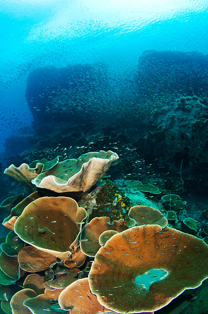 istock underwater coral reef seascape 121179717