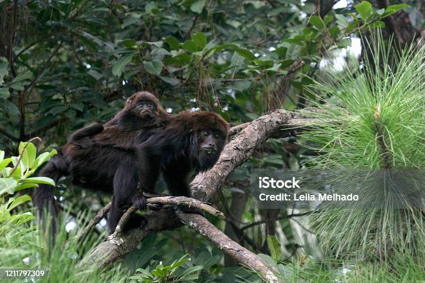 Monkey On Atlantic Forest Brazil - Fotografias de stock e mais imagens de Alimentar - Alimentar, Animal, Animal selvagem