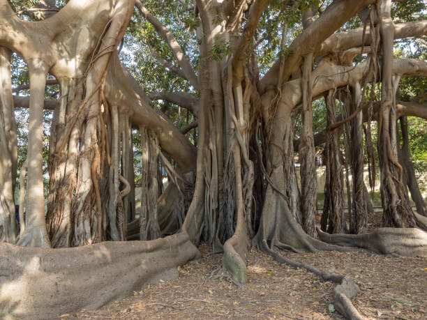 istock Imposing Ficus Indica tree at Palermo Botanical Garden 1211797566