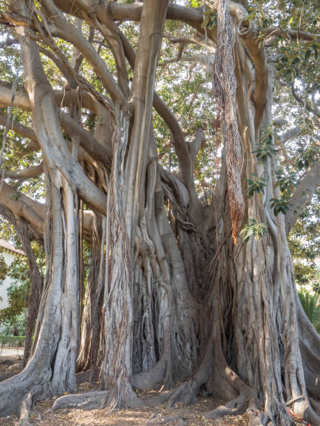 istock Imposing Ficus Indica tree at Palermo Botanical Garden 1211797598