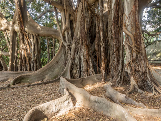 istock Imposing Ficus Indica tree at Palermo Botanical Garden 1211797613