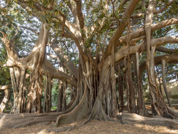 istock Imposing Ficus Indica tree at Palermo Botanical Garden 1211797623