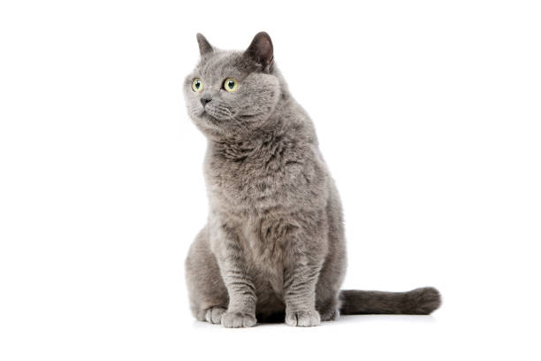 istock Studio shot of a lovely british cat 1211798615