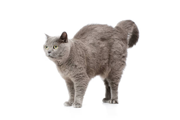 istock Studio shot of a lovely british cat 1211798673