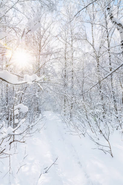 istock Winter birch forest lit by the sun at sunset 1211798915