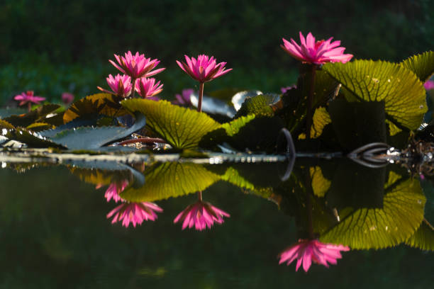 istock Red lotuses in the lake. 1211799064