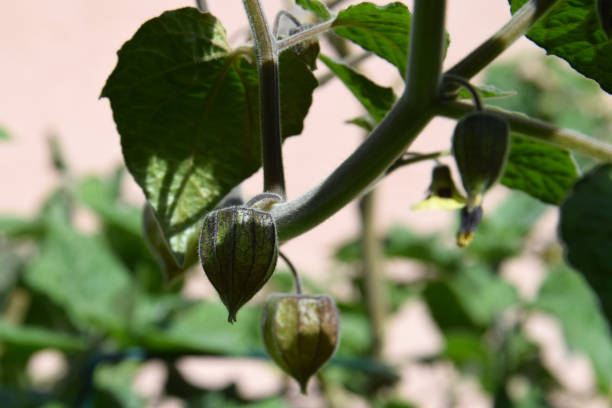 istock Growing Physalis in your own garden 1211799093
