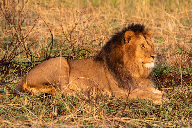 istock Male lion lying in grass looking ahead 1211799901