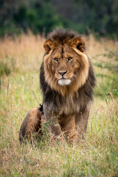 istock Male lion sits looking out over grassland 1211799947