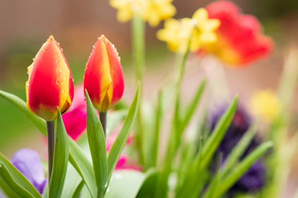 istock Tulips in the rain 1211800108