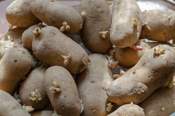 istock A pile of seed potatoes with sprouts. 1211800196