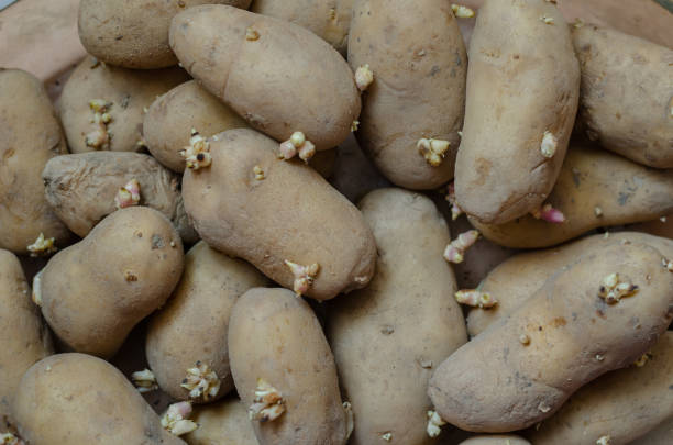 A pile of seed potatoes. Potato sprouts background. Group of sprouted potatoes. Agriculture and farming. View from above. Close-up. Selective focus.