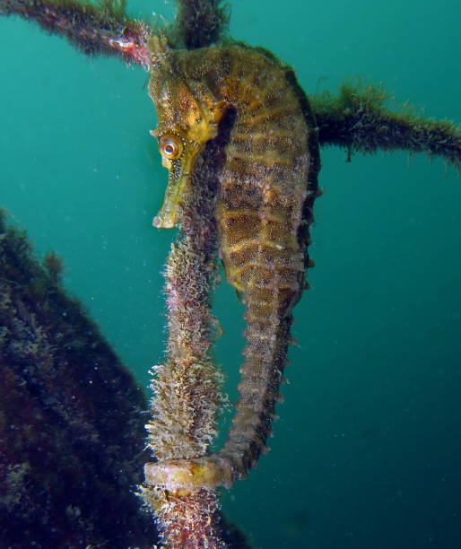 z bliska dzikiego żółtego kolorem whites koń morski, koń morski (hippocampus whitei) przylgnięcie do sieci rekina watsons bay basen wodny - mammal hippocampus zdjęcia i obrazy z banku zdjęć