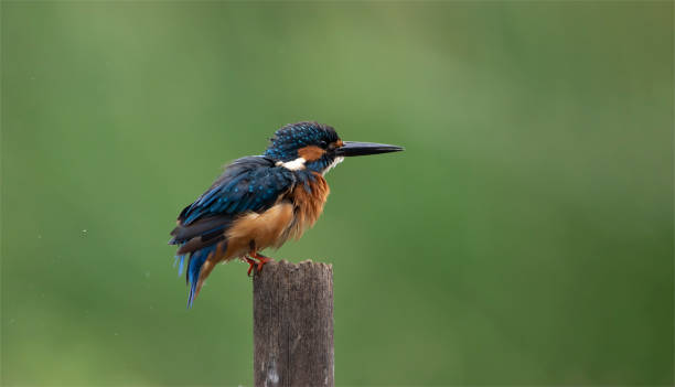 istock Common Kingfisher Portrait on Green Background 1211801902
