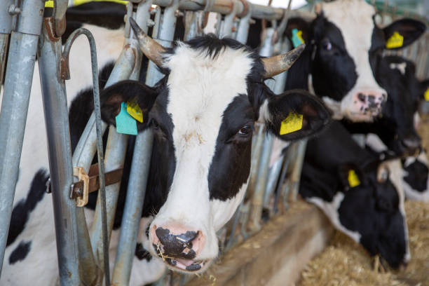 istock cows dairy farm fed cows organic agriculture 1211802468