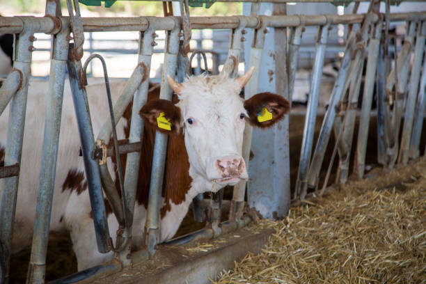 istock cows dairy farm fed cows organic agriculture 1211802497