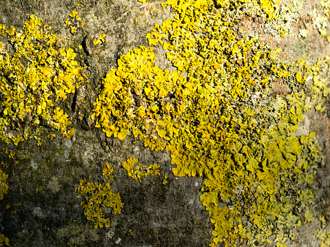 close up lichen from tree trunk. Abstract background. Lichen texture close-up. Yellow color