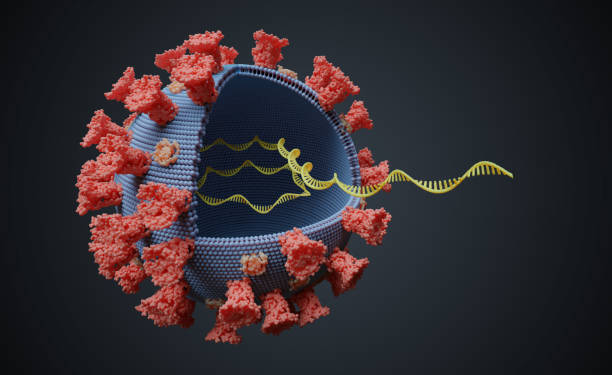 virus avec molécule d’arn à l’intérieur. concept génétique virale. illustration 3d rendue. - human rna photos et images de collection