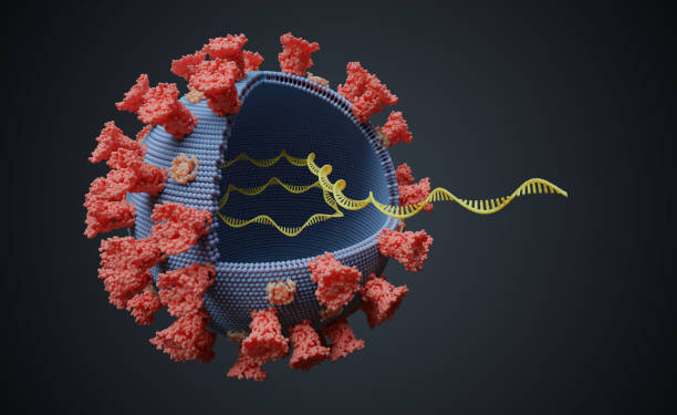 virus con molecola di rna all'interno. concetto di genetica virale. illustrazione renderizzati in 3d. - genetic mutation foto e immagini stock