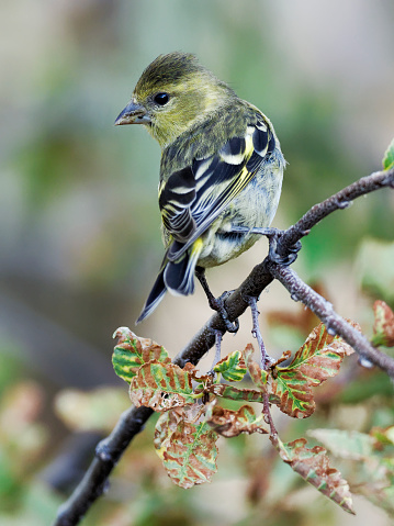 Red crossbill female perched on a pine branch alertly looking around