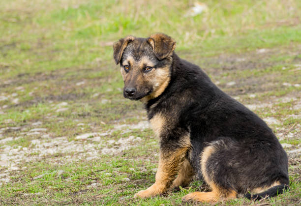 istock A beautiful abandoned puppy. 1211804544