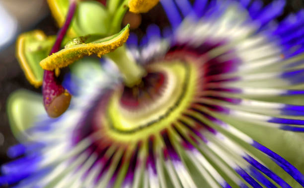 istock Close up of Exotic Passion flower, Passiflora caerulea 1211807576