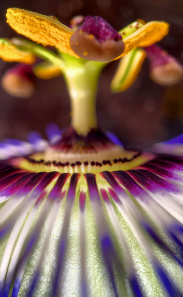 istock Close up of Exotic Passion flower, Passiflora caerulea 1211807580