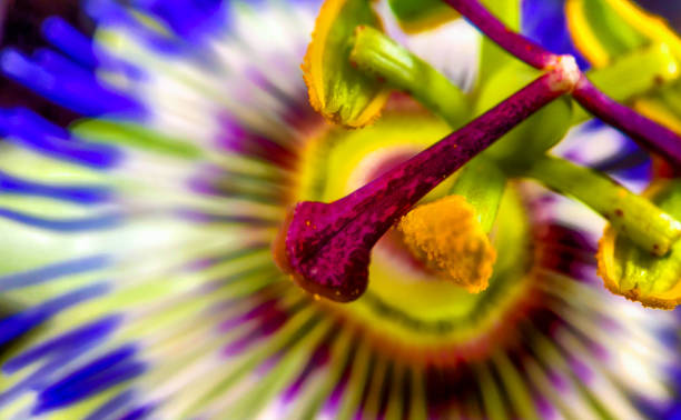 istock Close up of Exotic Passion flower, Passiflora caerulea 1211807583