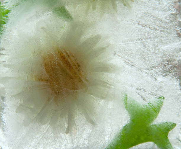 istock Background of aster   flower    in ice   cube with air bubbles. 1211808519