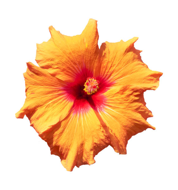 istock Vibrant yellow hibiscus flower, isolated on white background. 1211808564