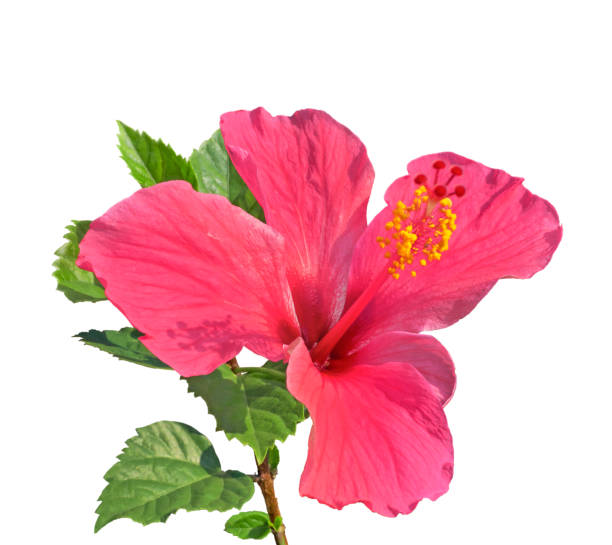 istock Vibrant pink hibiscus flower, isolated on white background. 1211808569