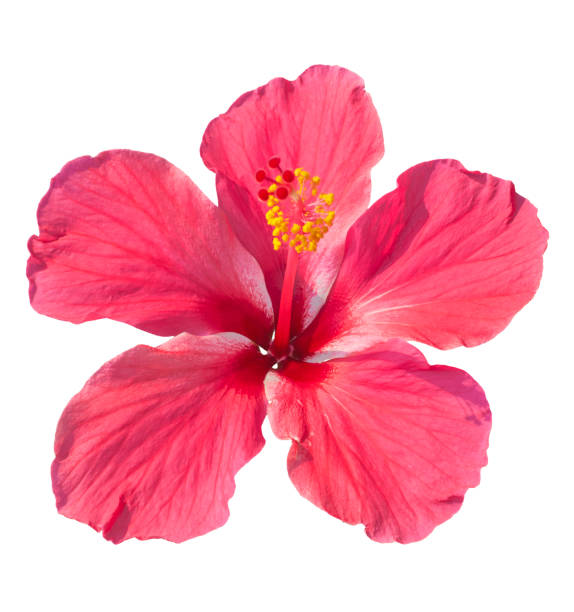 istock Vibrant pink hibiscus flower, isolated on white background. 1211808579