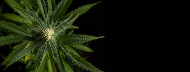Banner Close-up of growing bud Banner Close-up of growing bud hashish photos stock pictures, royalty-free photos & images