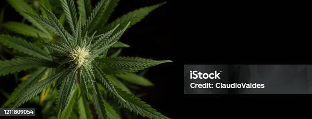 Banner Closeup Of Growing Bud Stock Photo - Download Image Now - Cannabis Plant, Marijuana - Herbal Cannabis, Flower