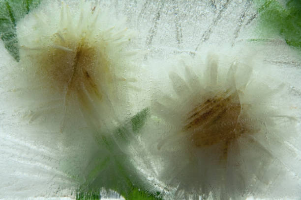 istock Background of aster   flower    in ice   cube with air bubbles. 1211810395