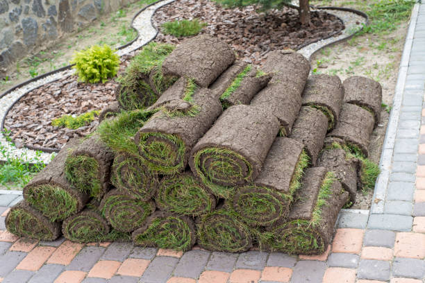 istock stacks of sod rolls for new lawn 1211810656