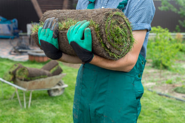 istock Man laying grass turf rolls for new garden lawn 1211810694