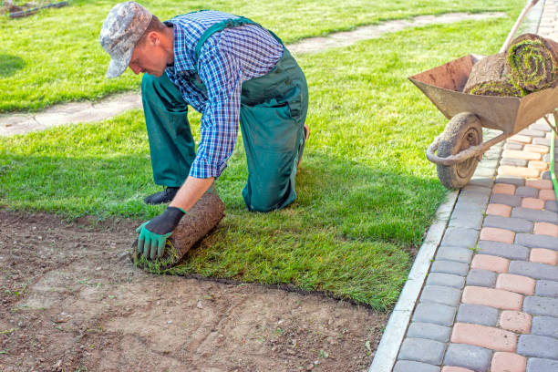 istock Man laying grass turf rolls for new garden lawn 1211810744