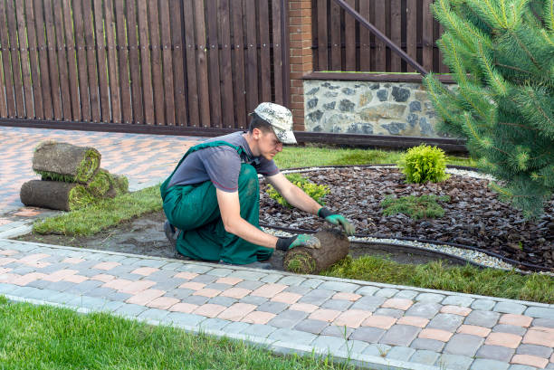 istock Gardener applying turf rolls in the backyard 1211810779