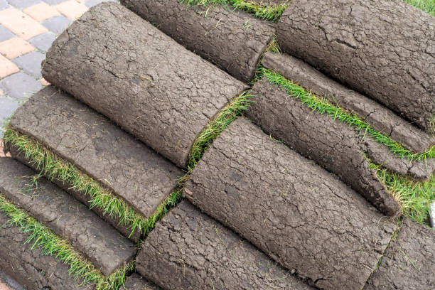 istock stacks of sod rolls for new lawn 1211810852