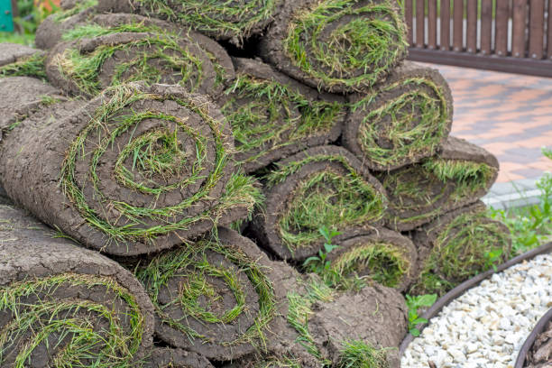 istock stacks of sod rolls for new lawn 1211810874