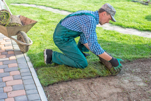 istock Gardener applying turf rolls in the backyard 1211810962