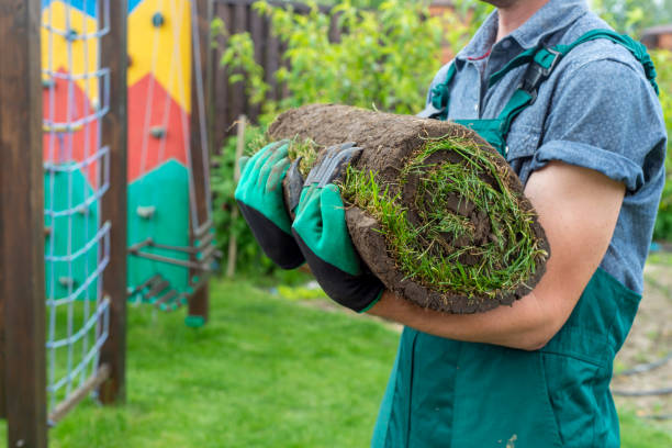 istock Man laying grass turf rolls for new garden lawn 1211811654