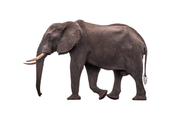 istock African Elephant isolated on white background 1211811874